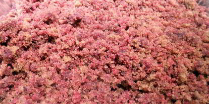 Шаг 6: рождественских конфет красный бархат