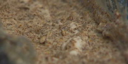 Шаг 5: хлебного мороженого семифреддо по-русски