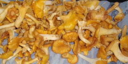 Шаг 9: чечевицы с лисичками