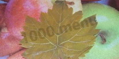 Шаг 4: долмы с мятой и круглым рисом