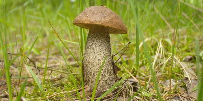 Рецепт подберезовиков жареных