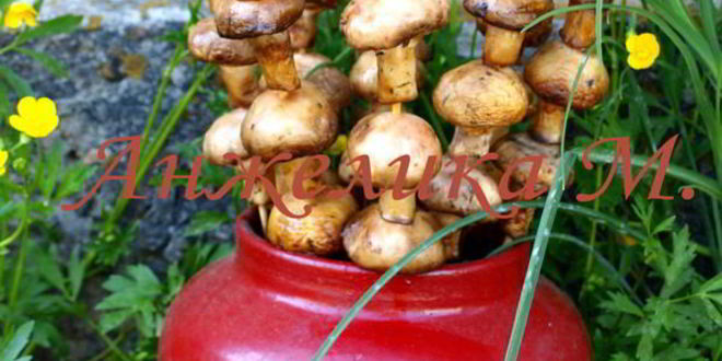 Рецепт шампиньонов на шпажках на мангале