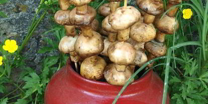 Шаг 4: шампиньонов на шпажках на мангале