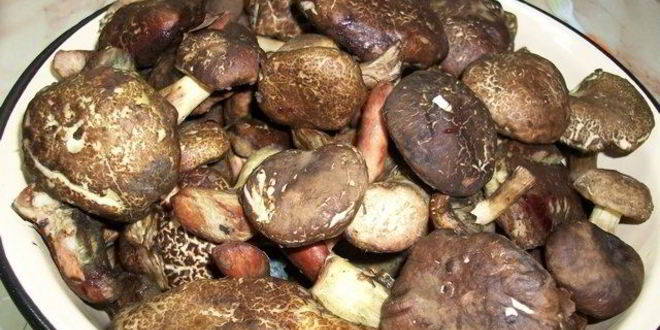 Рецепт тушеных моховиков