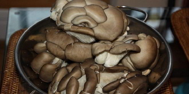 Рецепт жареных вешенок