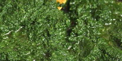 Шаг 2: каннеллонь со шпинатом и рикоттой