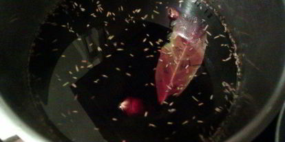 Шаг 1: модной говядины по-французски в пряном вине