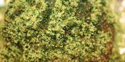 Шаг 5: фаршированного филе в изумрудной панировке с картофелем дукезе