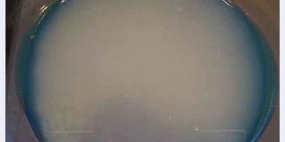 Шаг 65: плова по-узбекски