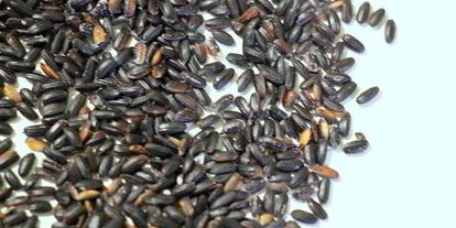 Шаг 4: ризотто с белой рыбой венере