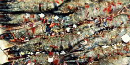 Шаг 2: тигровых креветок на мангале