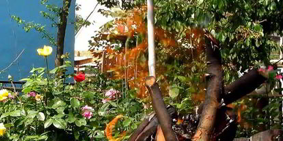 Шаг 6: шашлыка из индейки с салом