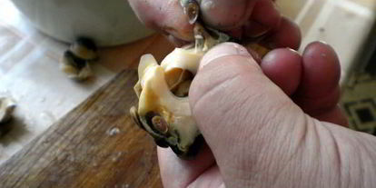 Шаг 2: шашлыков из рапана