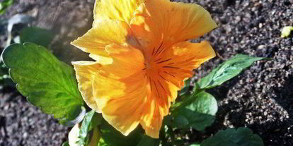 Шаг 21: тефтелек с трехцветной пастой и овощной подливой