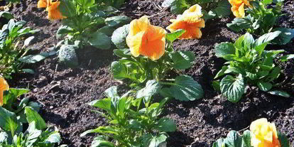 Шаг 22: тефтелек с трехцветной пастой и овощной подливой