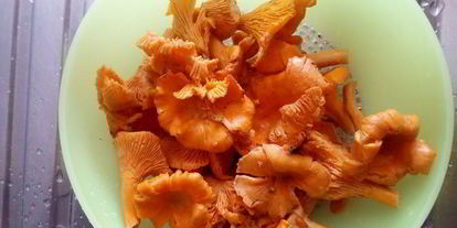 Шаг 3: поленты с лисичками в сливочном соусе