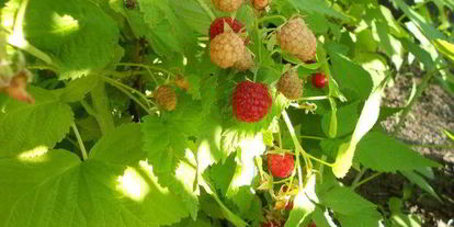 Шаг 1: овсянки с ягодами