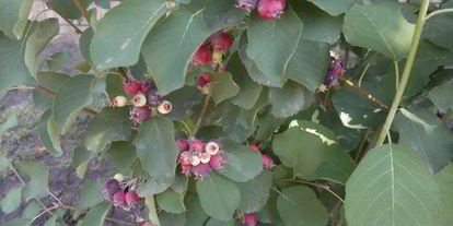 Шаг 2: овсянки с ягодами