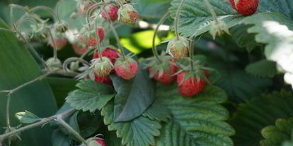 Шаг 3: овсянки с ягодами