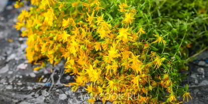 Шаг 3: чая из зверобоя