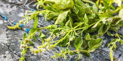 Шаг 5: чая из зверобоя