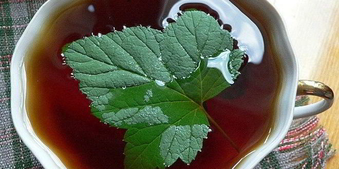 Рецепт чая с листьями смородины