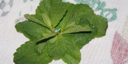 Шаг 5: марокканского мятного чая