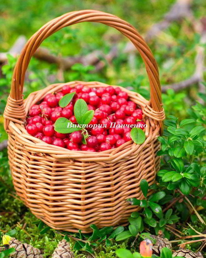 Рецепт яблочного чая с брусникой, клюквой и кардамоном