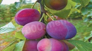 Рецепт Домашнего сливового вина из сливы