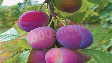 Рецепт Домашнего сливового вина из сливы