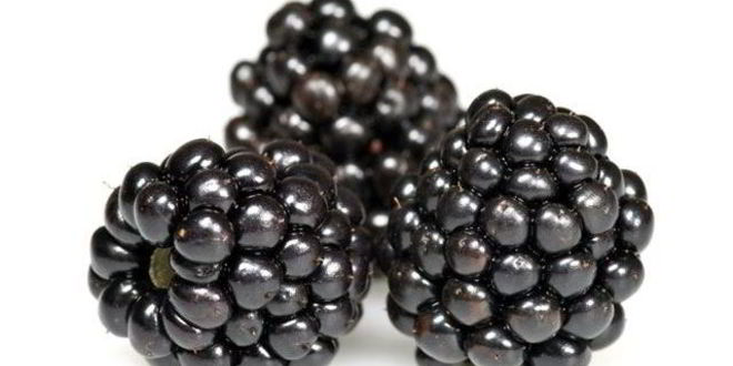 Рецепт киселя из ежевики