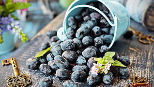 Рецепт Киселя из жимолости