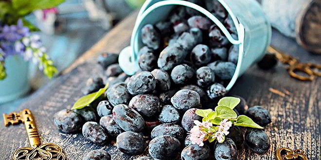 Рецепт киселя из жимолости