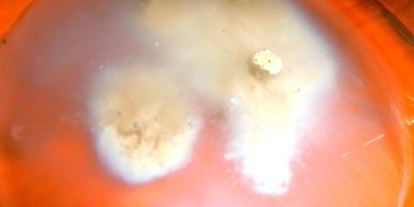 Шаг 2: медового кваса