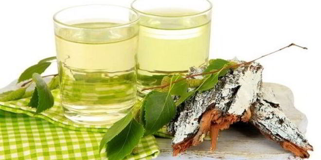 Рецепт настойки на березовых почках