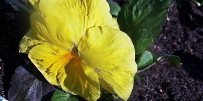 Шаг 8: бананова-арбузного смузи