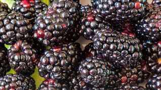 Рецепт Вина из ежевики