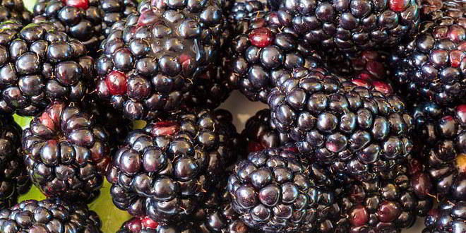 Рецепт вина из ежевики