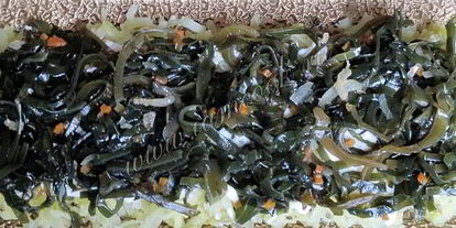 Шаг 6: салата под шубой вегетарианский