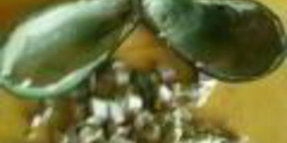 Шаг 3: салата цезарь в лодочках из авокадо