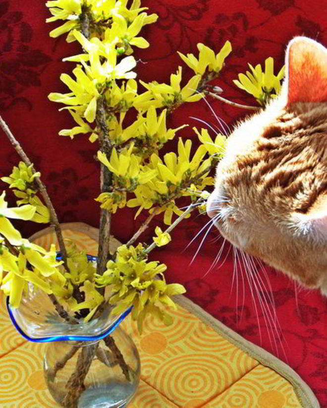 Рецепт холодника на кефире с маринованной свеклой