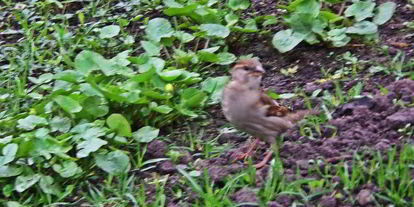 Шаг 11: холодника на кефире с маринованной свеклой