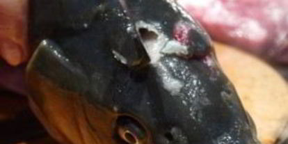 Шаг 5: ухи иза голов сазаны