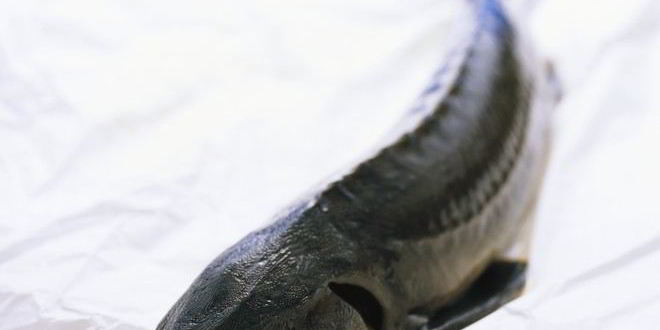 Рецепт ухи из осетра