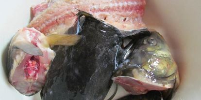 Шаг 1: ухи из речной рыбы