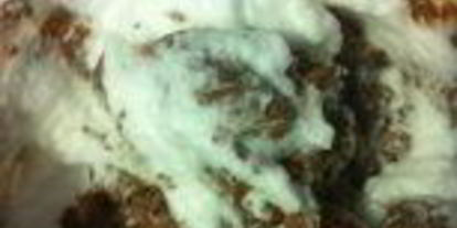 Шаг 8: шоколадного кекса с черной смородиной