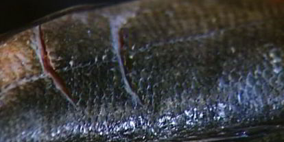 Шаг 4: пряного сибаса в лаваше с огурцом и зеленью