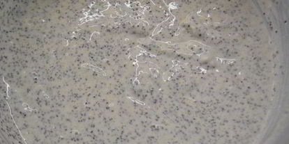 Шаг 4: творожного пирога с маком