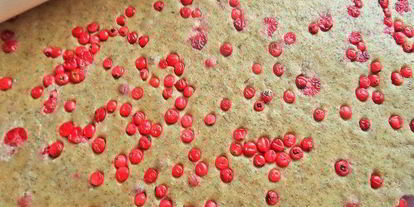 Шаг 10: пряников с брусникой на цельнозерновой муке