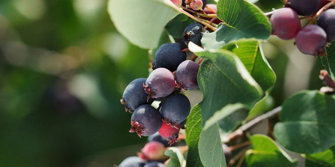 Рецепт компота из ирги на зиму